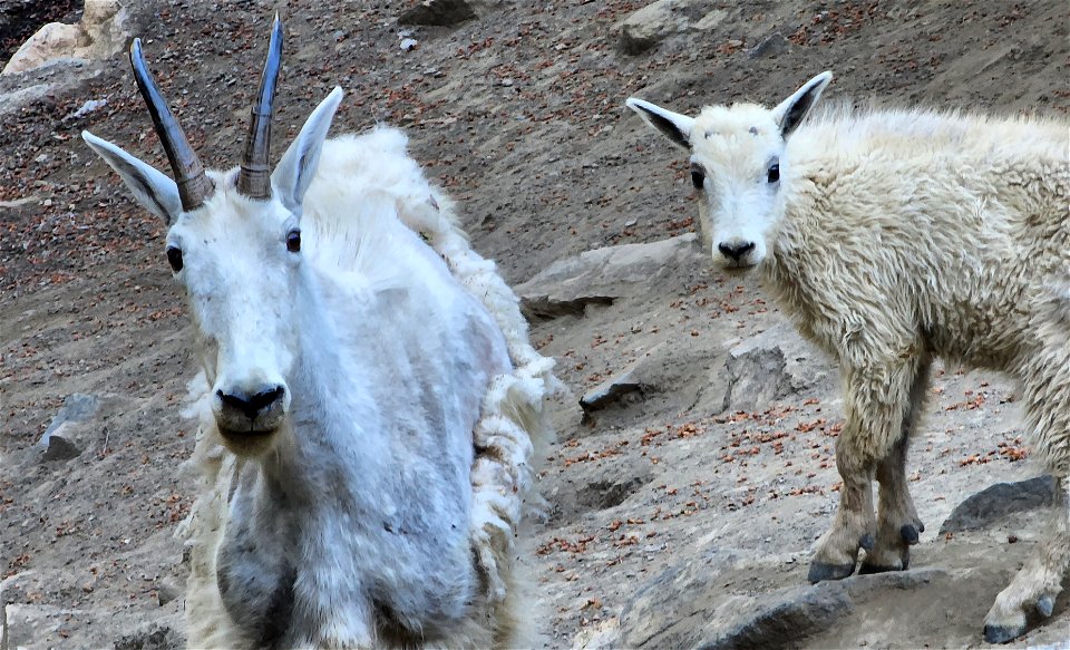 MOUNTAIN GOAT (Oreamnos americanus) (07-19-2022) hart pass, okanogan co, wa -03