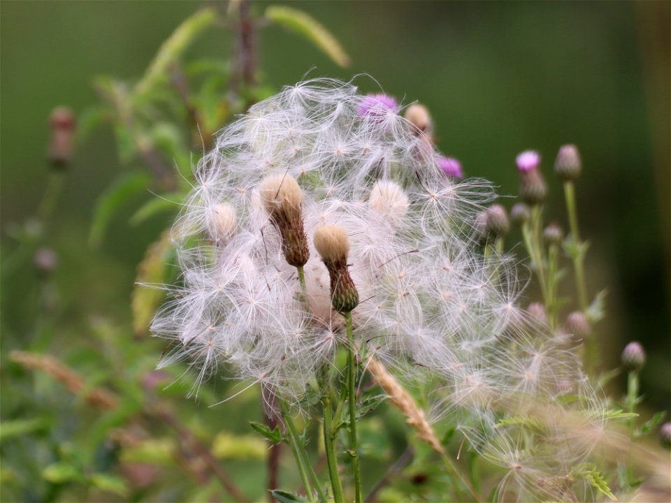 Knapweed Seeds. photo