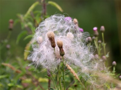 Knapweed Seeds. photo