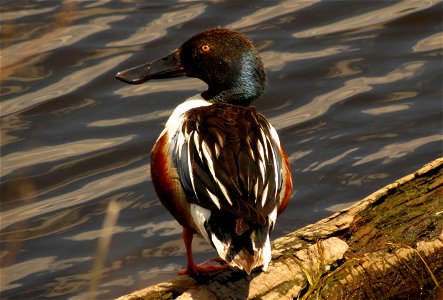 Male northern shoveler photo