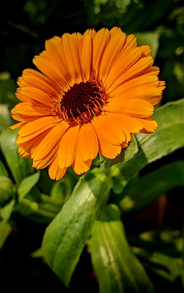 Jay's Mid-October Flower