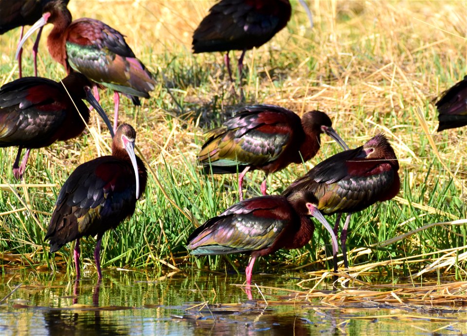 White-faced ibis at Seedskadee National Wildlife Refuge