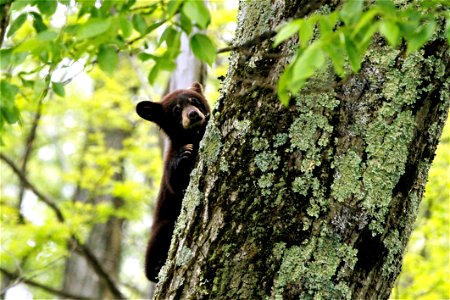 Black Bear Cub Climbing
