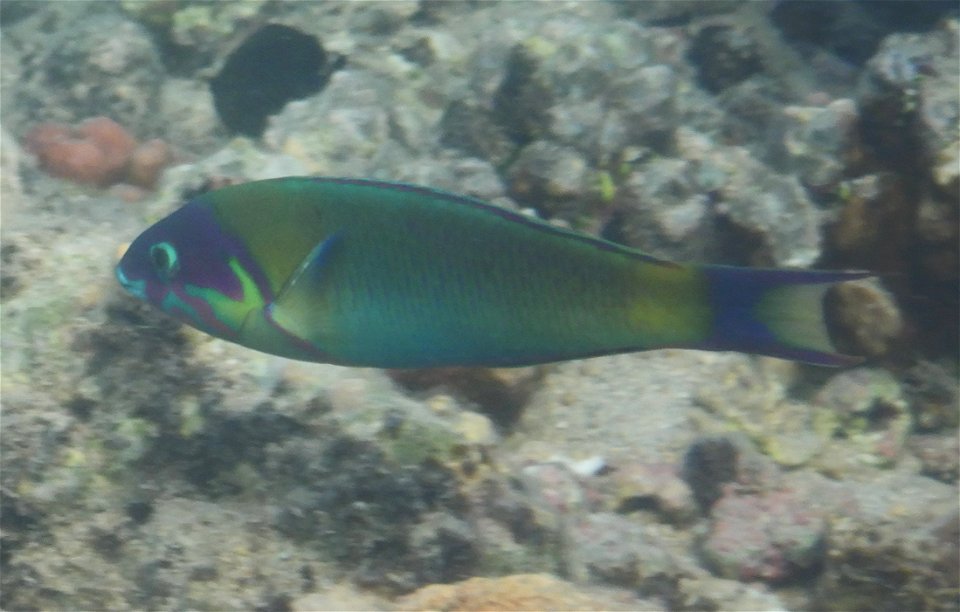 Thalassoma amblycephalum 4