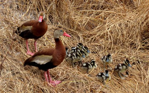 Family portrait... Black-bellied Whistling Ducks