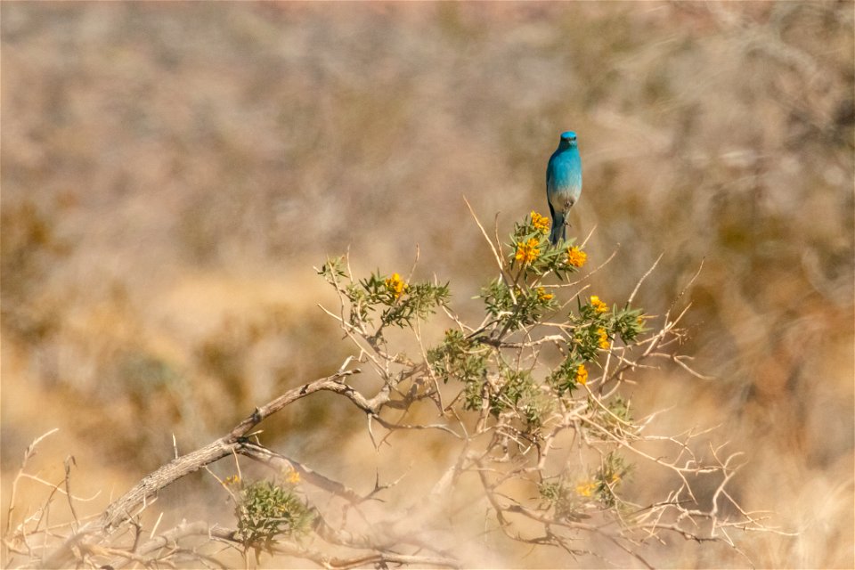 Male Mountain Bluebird