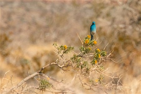 Male Mountain Bluebird