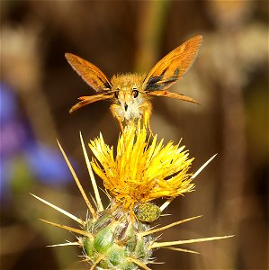 SKIPPER, RURAL (Ochlodes agricola) (01-08-2022) i-5 near the ca border, jackson co, or -03