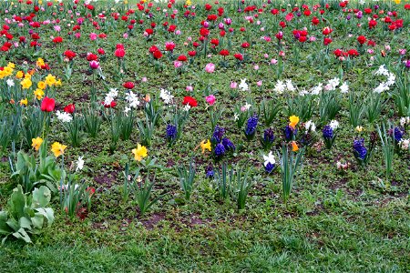 japanes_garden_rain_Herastrau (30)