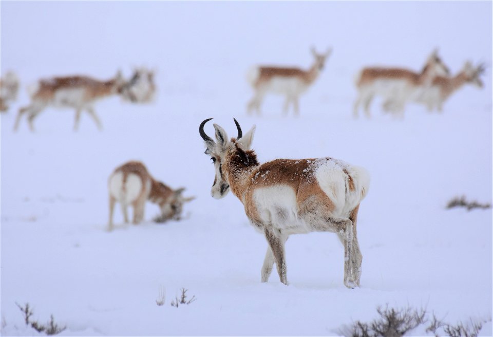 Pronghorn on Seedskadee National Wildlife Refuge