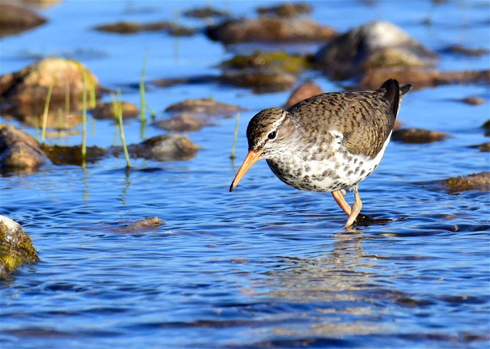 Spotted sandpiper at Seedskadee National Wildlife Refuge