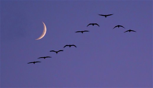 Sandhill Cranes and Crescent Moon