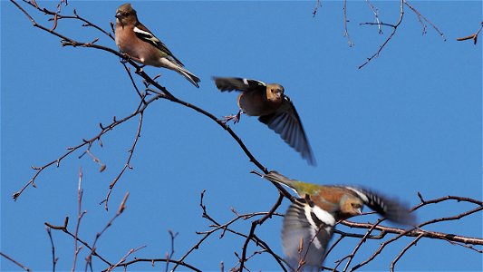Das Buchfinkmännchen macht den Abflug
