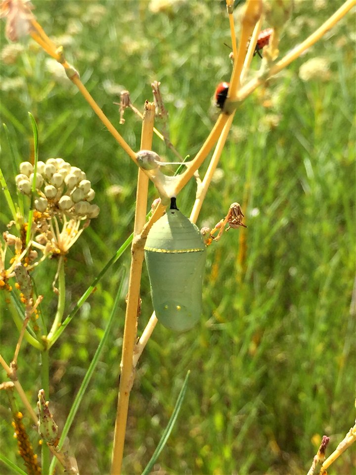 Monarch Chrysalis in New Mexico