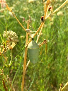 Monarch Chrysalis in New Mexico
