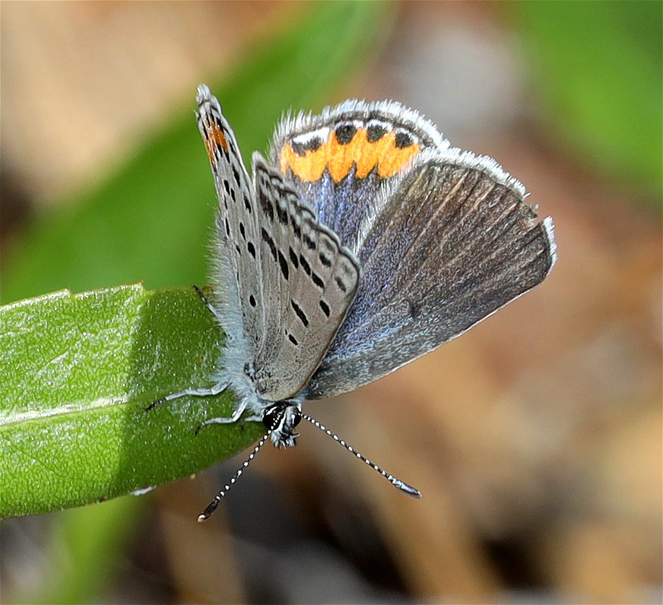 BLUE, ACMON (Icaricia acmon) (06-25-2022) 2360 ft, road cut 3.25  miles past bridge, eight dollar mountain road, josephine co, or -01