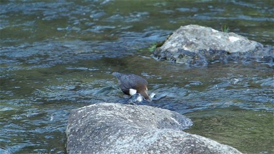 Wasseramsel - whitevthroated dipper - cinclus cinclus