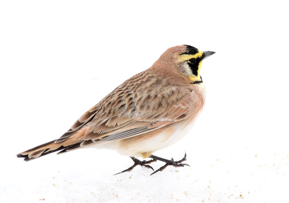 Horned Lark at Seedskadee National Wildlife Refuge