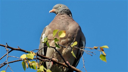 Die Ringeltaube chillt auf der Birke