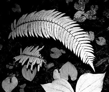 15 BLACK & WHITE STUDIES -   Dust on roadside plants, del norte co, ca (10)