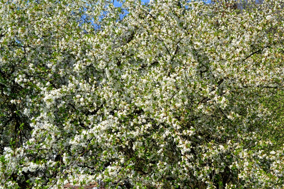 Spring ,April 2023