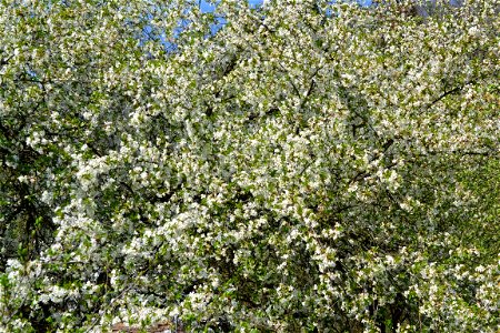 Spring ,April 2023