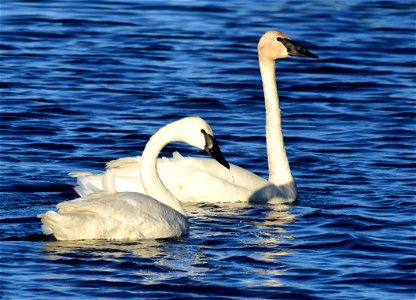 Trumpeter swan at Seedskadee National Wildlife Refuge