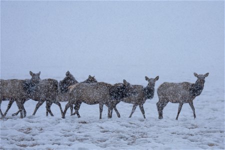 Wintering Elk on the National Elk Refuge photo