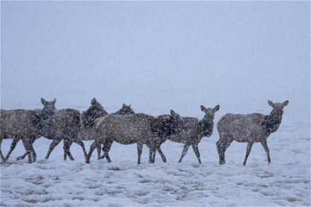 Wintering Elk on the National Elk Refuge