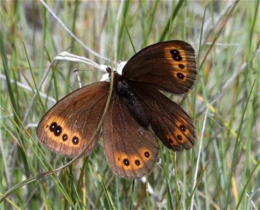 ALPINE, COMMON (Erebia epipsodea) (07-08-2022) 5200 ft, rogers pass, helena nat forest, lewis and clark co, mt -02 photo