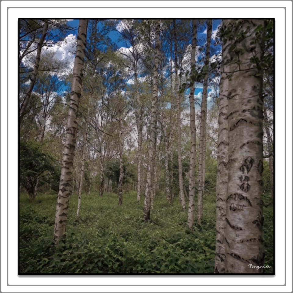 Birches: A Square View - 1