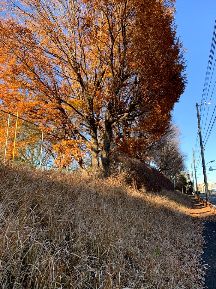 Takiyama Park, Higashikurume-shi in mid-December