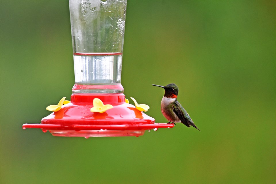 Ruby-throated hummingbird