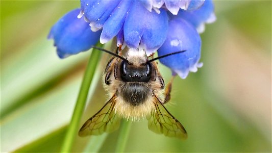 Mauerbienen-Männchen (Osmia sp.) an einer Traubenhyazinthe