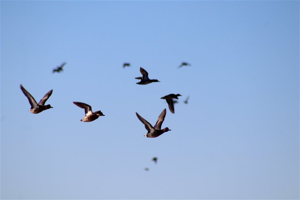 Green-winged Teal Owens Bay Lake Andes National Wildlife Refuge South Dakota