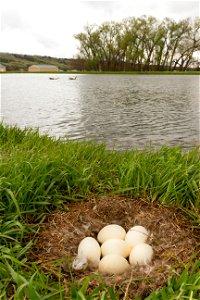 Goose nest photo