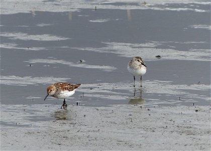 Western and Semipalmated Sandpipers photo