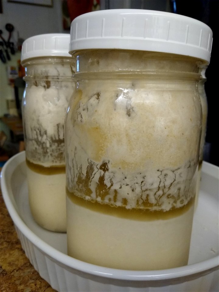 3 week old sourdough starter needing to be fed photo