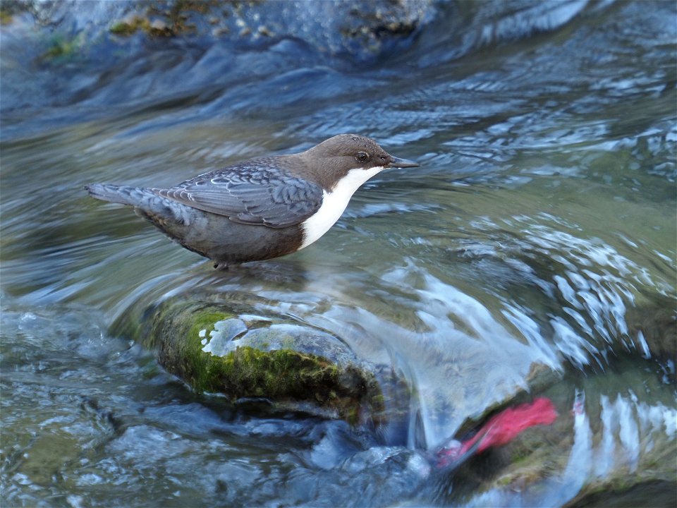 Wasseramsel - whitevthroated dipper - cinclus cinclus