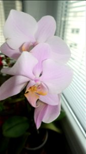 orchids-兰花_2023_0224_170542 photo