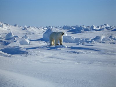 Male polar bear near Kaktovik, Alaska