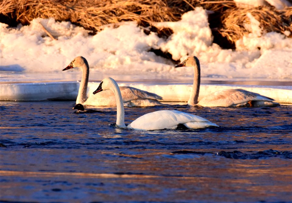 Trumpeter swans at Seedskadee National Wildlife Refuge