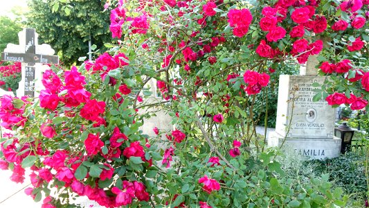 DSC08013