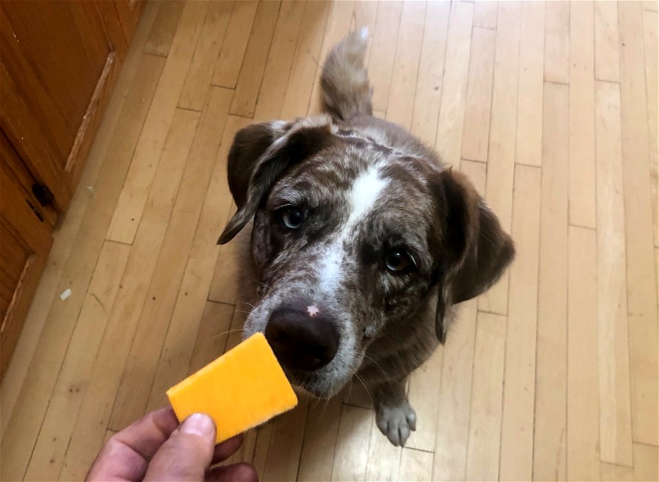Will Sit for Cheese
