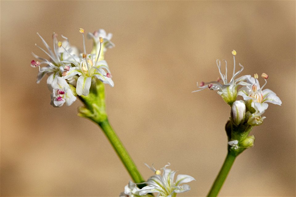 Eriogonum lonchophyllum