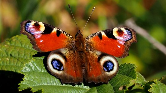 Ein spätes Tagpfauenauge (Aglais io)