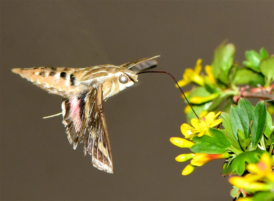 Hummingbird moth or white lined sphinx moth (Hyles lineata) on Seedskadee National Wildlife Refuge