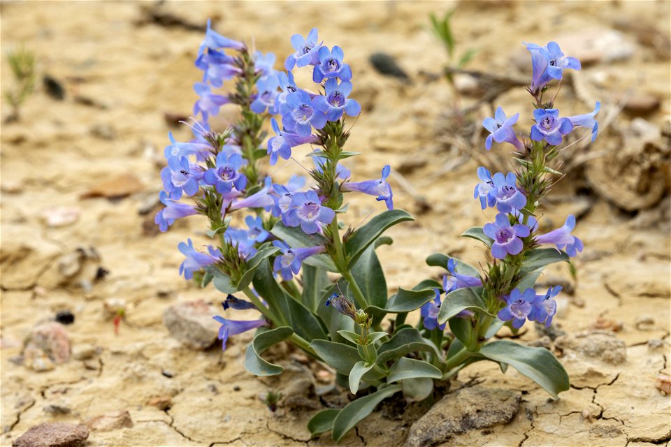 Penstemon  nitidus