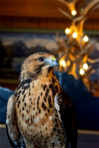 Juvenile Swainson's Hawk at Raptors on Refuges at the National Elk Refuge