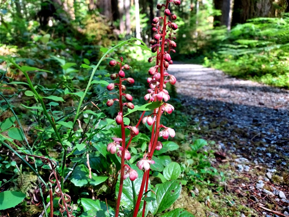 Pink wintergreen, Mt. Baker-Snoqualmie National Forest. Photo by Anne Vassar June 17, 2021.